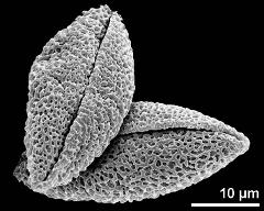 dry pollen grains