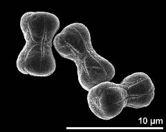 dry pollen grains