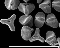 dry pollen grains