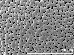 exine surface