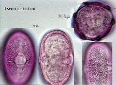 hydrated pollen