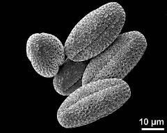 dry pollen grain