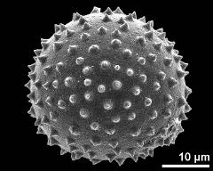 hydrated pollen grain