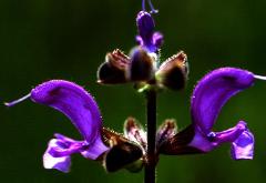 flowers of Salvia nemorosa