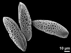 dry pollen grains