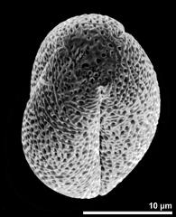 polar view of dry pollen grain