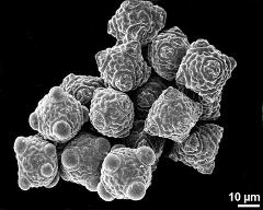 hydrated and dry pollen grains