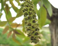 flowers of Juglans regia