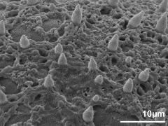 exine surface
