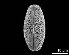 dry pollen grain in equatorial view