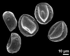 dry pollen grains