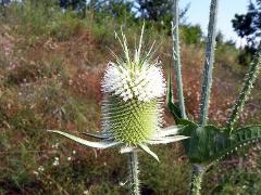 inflorescence of Dipsacus laciniatus