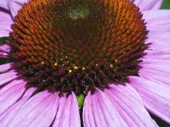 detail of flower(s)