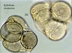 hydrated pollen