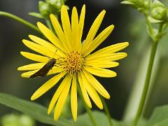 inflorescence(s)