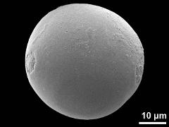 hydrated pollen,diporate