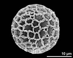 hydrated pollen grain