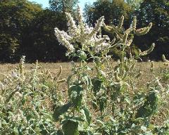 habitus
