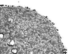 cross section of pollen wall