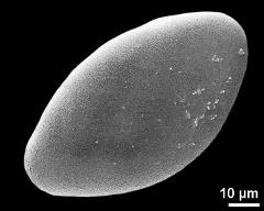 hydrated pollen grain