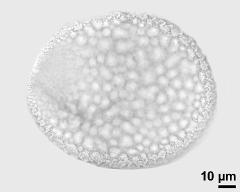 pollen grain after acetolysis