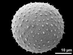 hydrated pollen grain