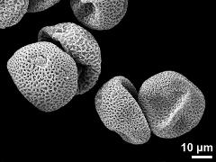 dry pollen grains