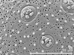 pollen surface