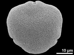 acetolyzed pollen,polar view