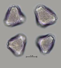 hydrated pollen