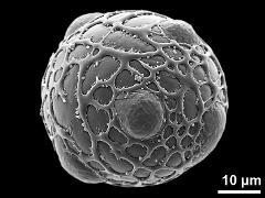 hydrated pollen grain