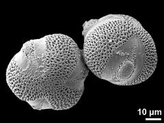 hydrated pollen grains