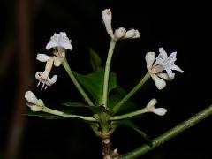 inflorescence(s)