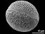 distal polar view