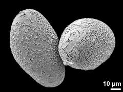 hydrated pollen grains