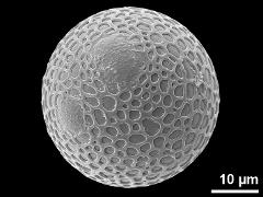 hydrated pollen,additional aperture