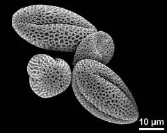 dry pollen grains