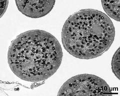 pollen grains in cross section