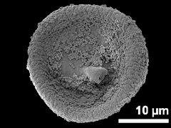 distal view,acetolyzed pollen,papilla