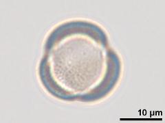 polar view,acetolyzed pollen