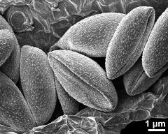 dry pollen grains