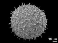 hydrated pollen