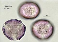 hydrated Pollen