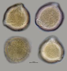 hydrated pollen