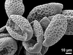 dry pollen grains