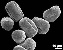 dry pollen grains