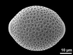 hydrated pollen grain