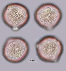 hydrated pollen