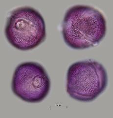 hydrated pollen