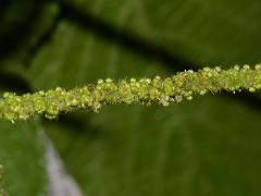 male flowers